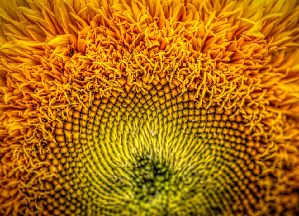 Yellow macro texture