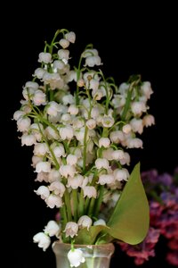 Flower nature plant