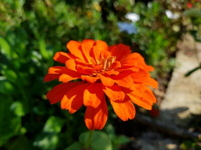 Nature garden flowers