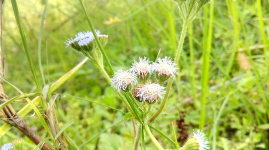 Grass nature