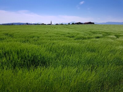 Nature agriculture green photo