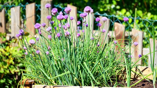 Nature plant garden