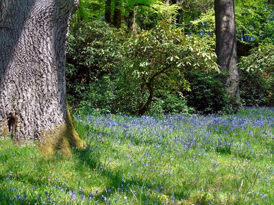 Flower blue spring