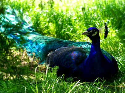 Petting zoo zoo plumage