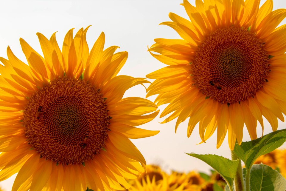 Bright vibrant bees