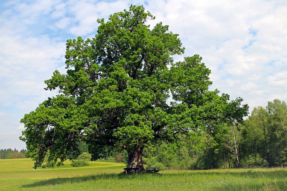 Nature meadow field