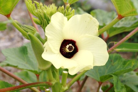 Green seed pod seed pod okra flower