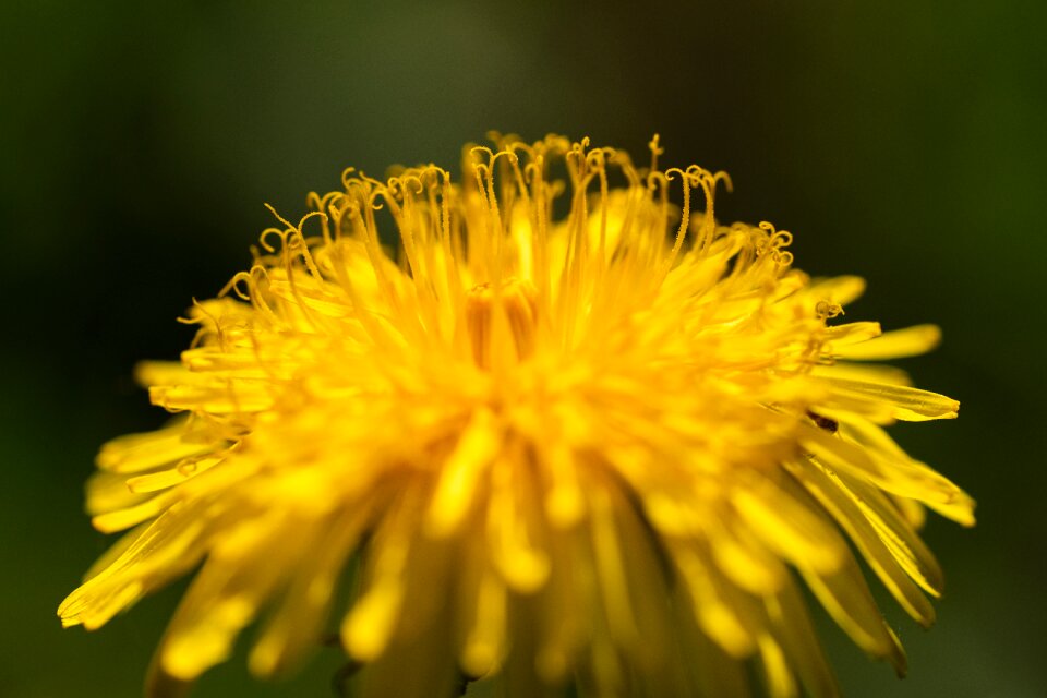 Flower plant summer