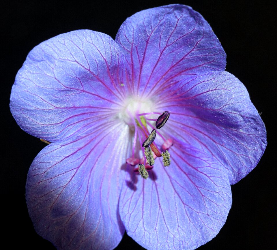 Blossom bloom flower head