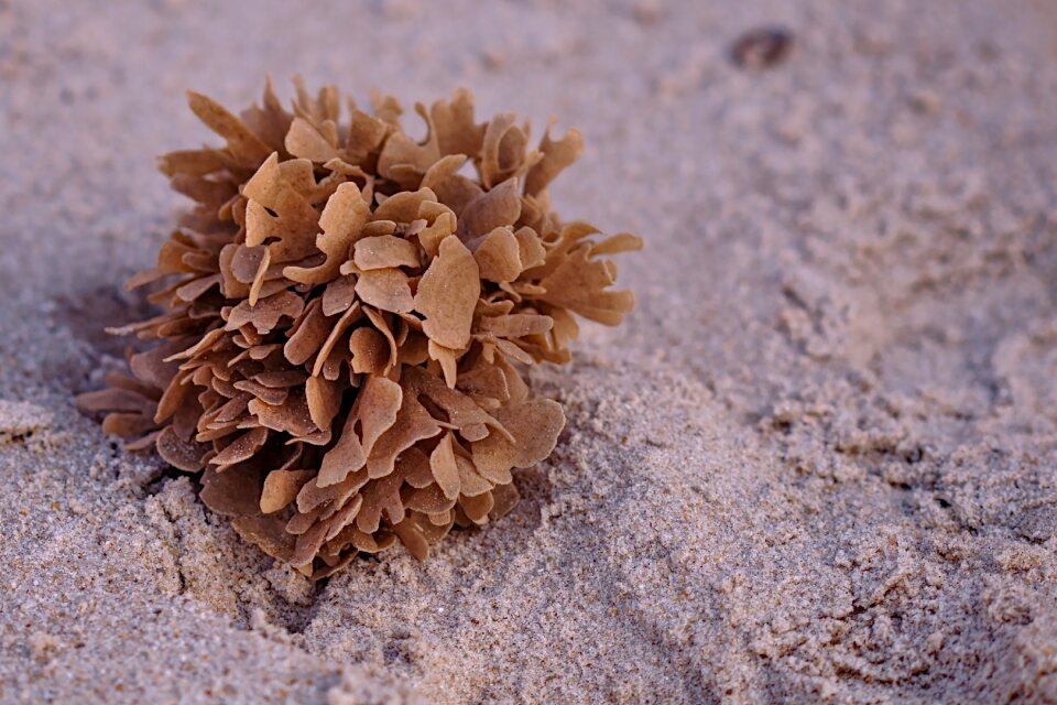 Nature beach grearter hornwrack photo