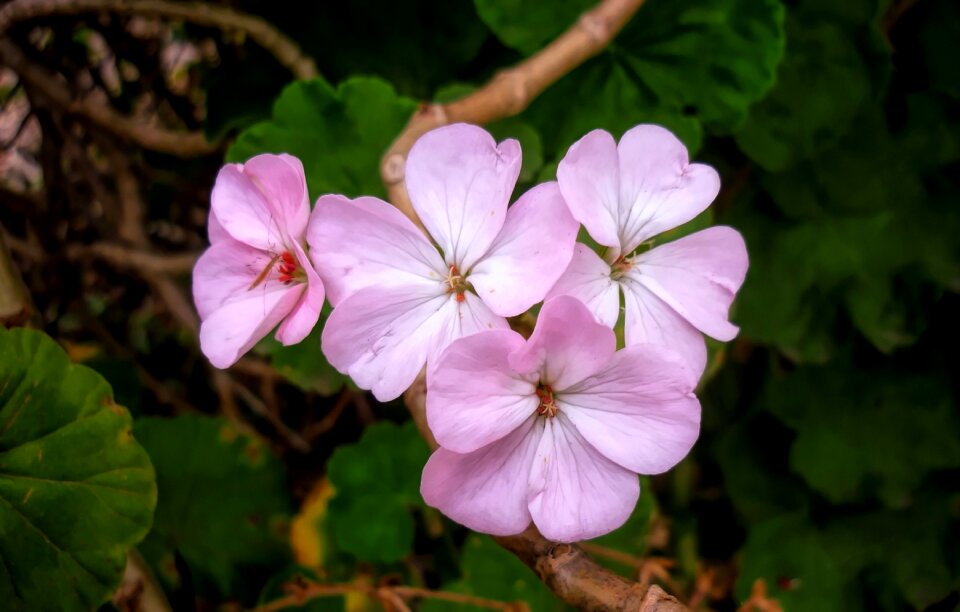 Garden pink