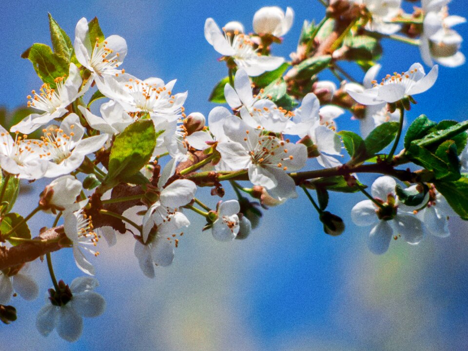 Pink flower apple-blossom vernal photo