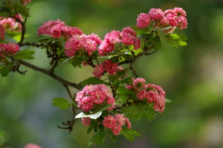Flowers pink flower nature