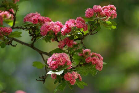 Flowers pink flower nature photo