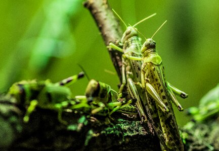 Green grasshopper arthropods photo