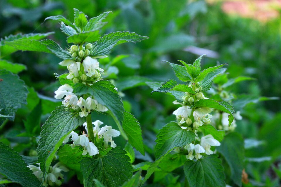 Flower plant summer