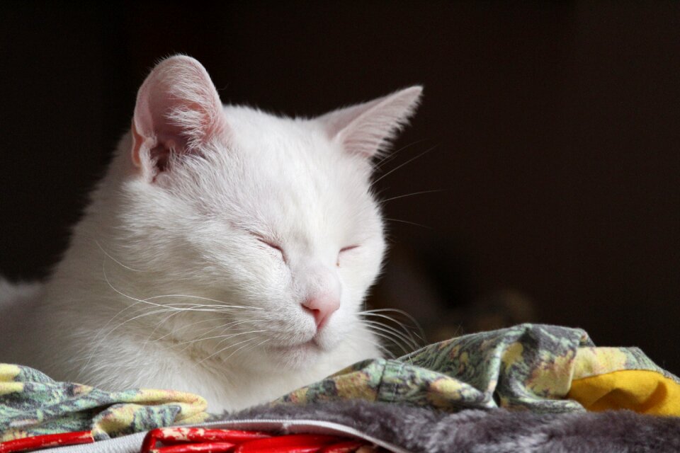 Cute cat pet