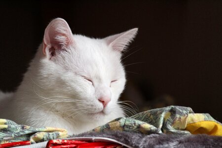 Cute cat pet