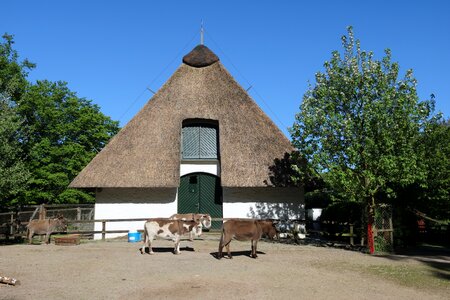 Bremen bürgerpark donkey park