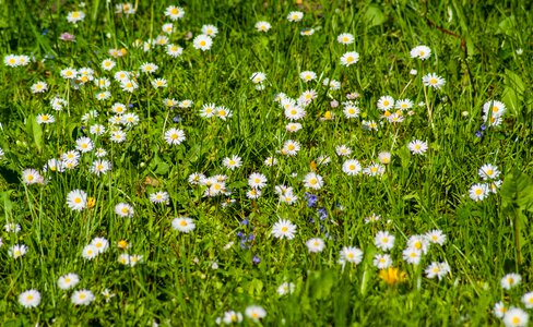 Flowers spring grass photo