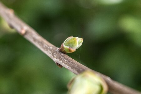 Outdoor plant bud