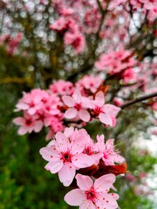Nature blossom flowers