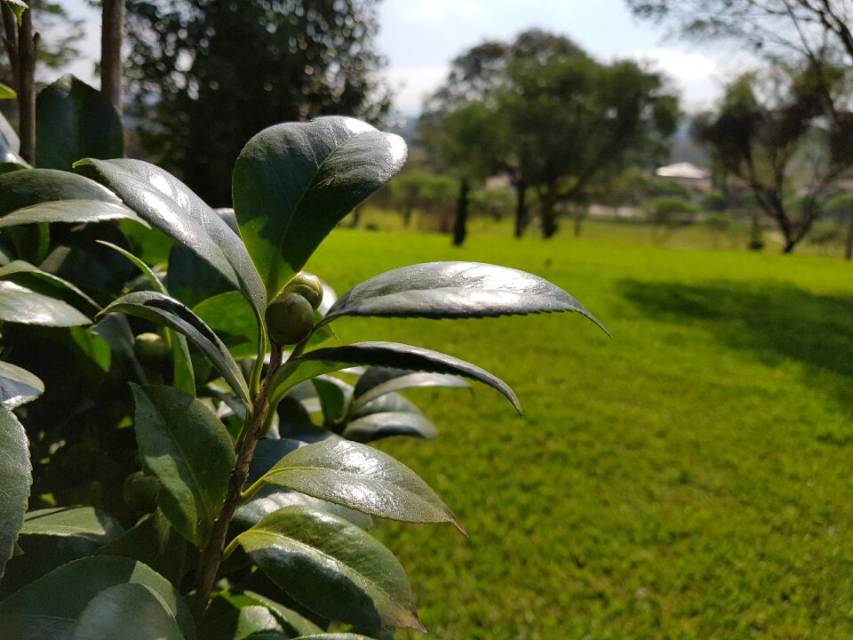 Foliage garden nature