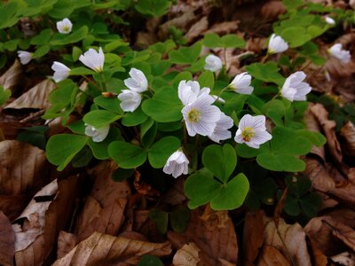 Spring nature wood anemone photo