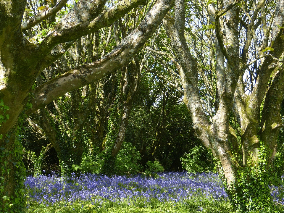 Spring blue flower