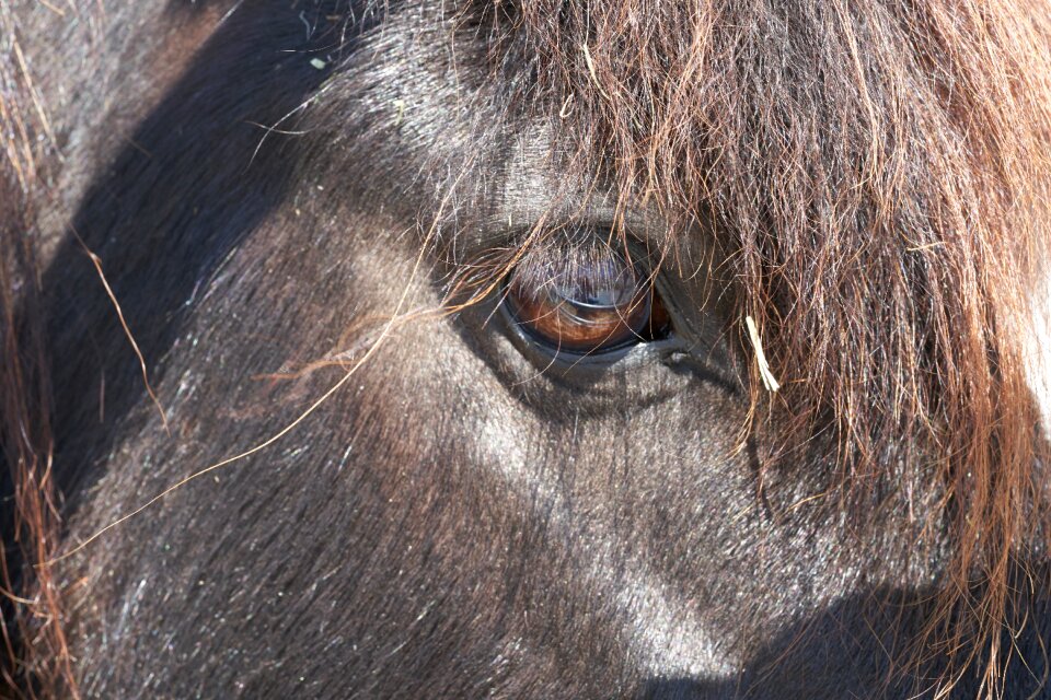 Black stallion seahorses