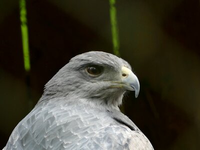 Raptor animal photo