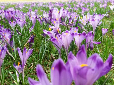 Flower nature snow