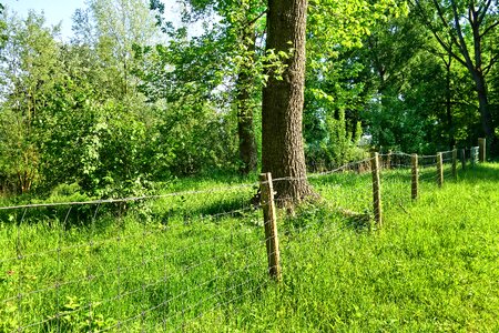Fence tree landscape photo