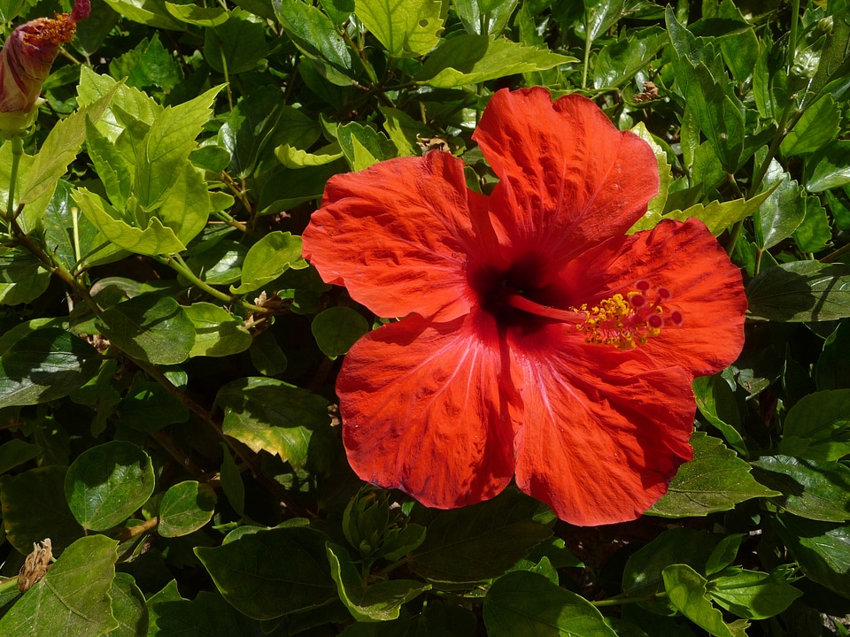 Red ornamental plant flower