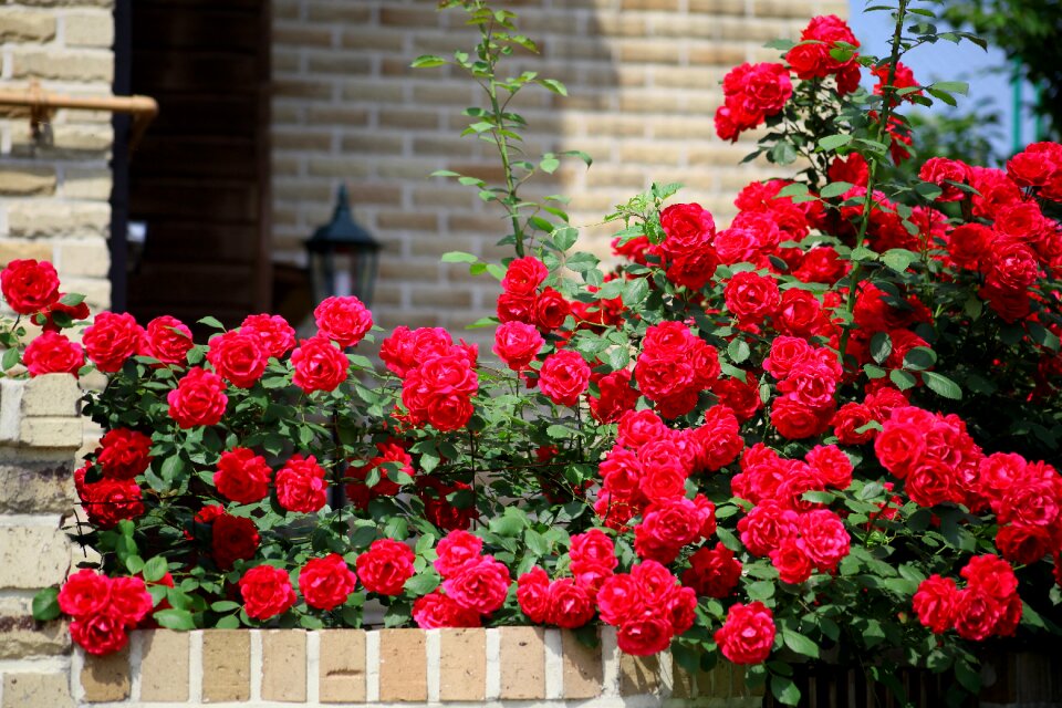 Rose fence vine
