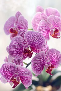 Flora flower orchid tropical plants photo