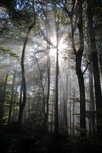 Fog green beech photo