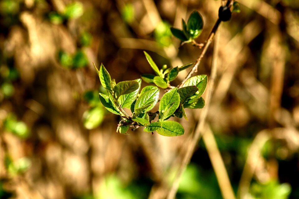 Green garden
