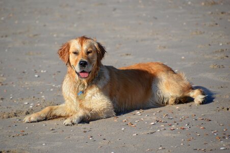 Golden retriever beach sea