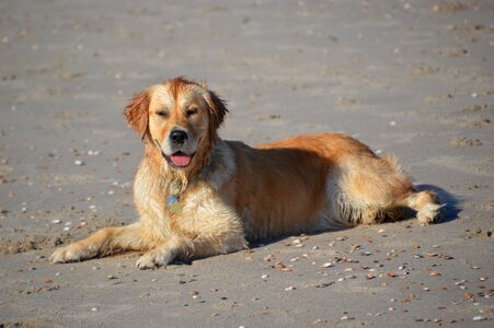 Golden retriever beach sea photo