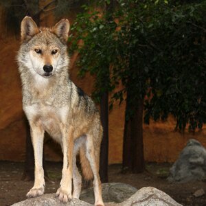 Wolf nature Free photos