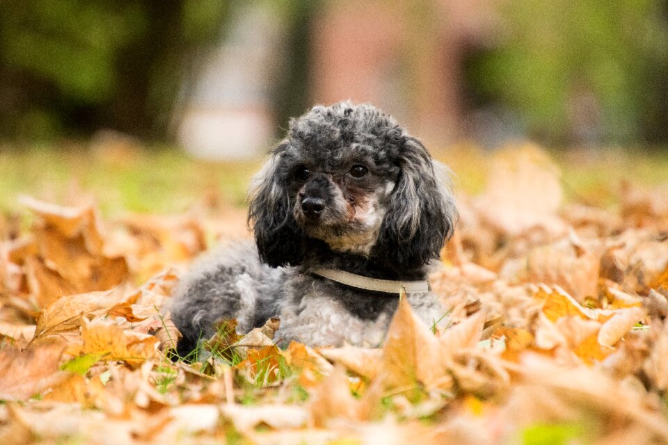 Animal miniature poodle leaves