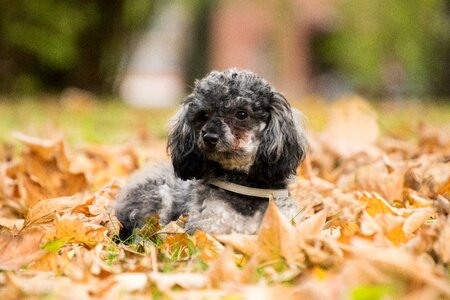 Animal miniature poodle leaves
