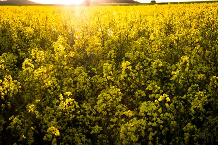 Field landscape oilseed rape photo