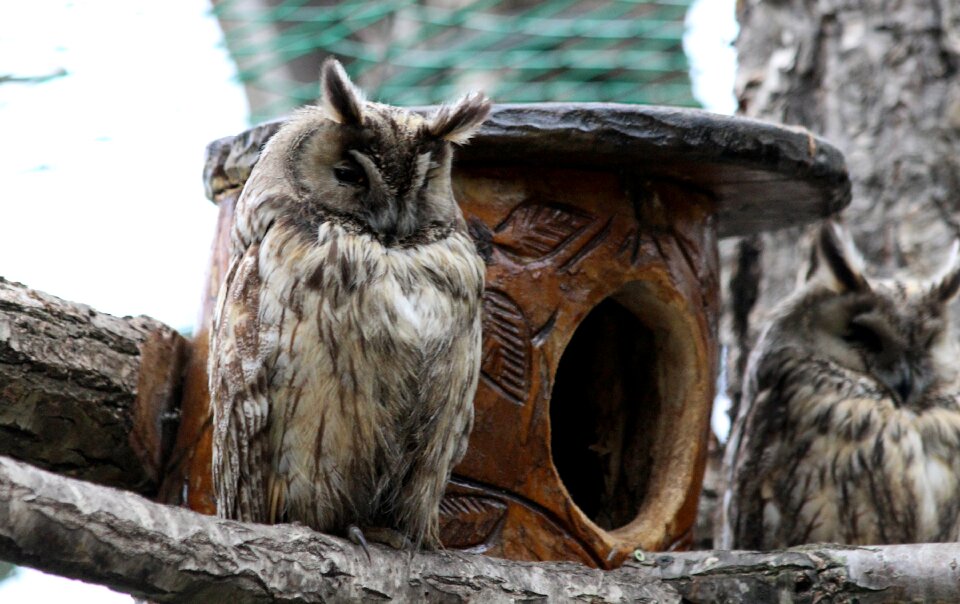 Predator bird feathered race
