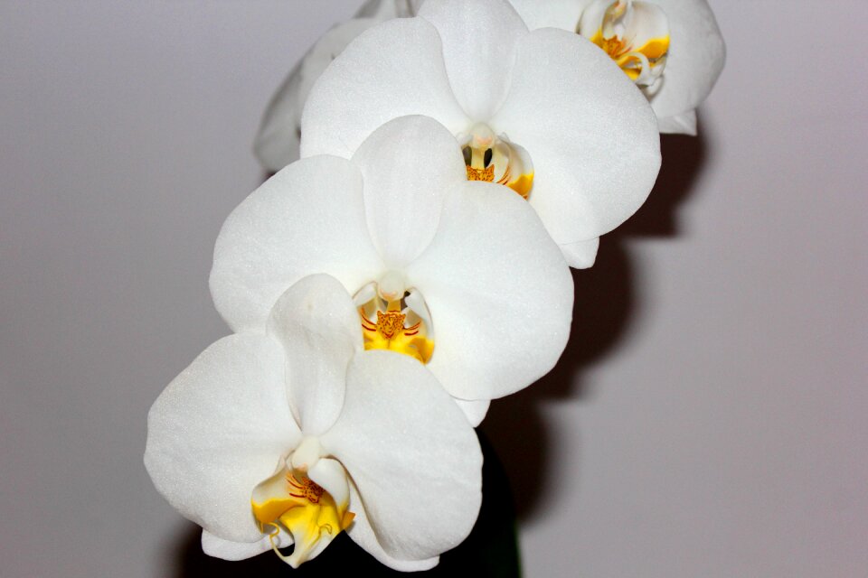 White flower nature macro