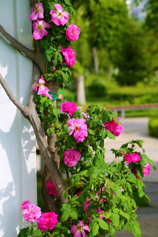 Nature pink roses flowers
