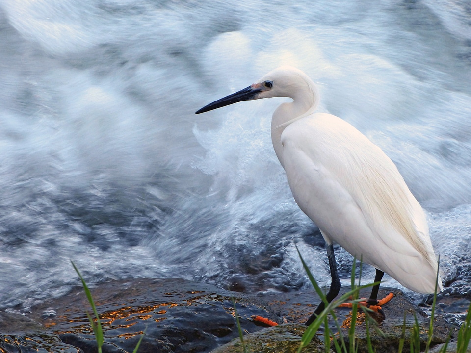 Wildlife water bird river