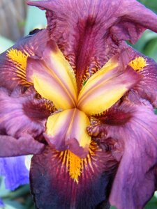 Flower violet nature