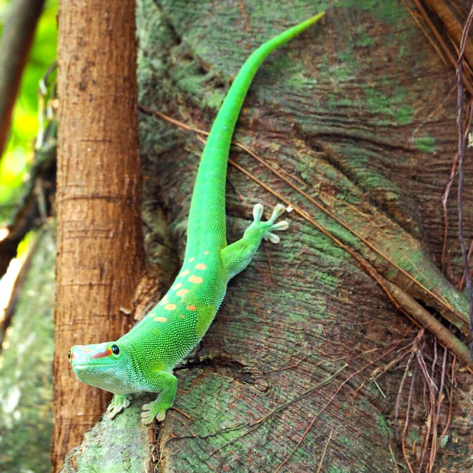 Gecko reptile lizard